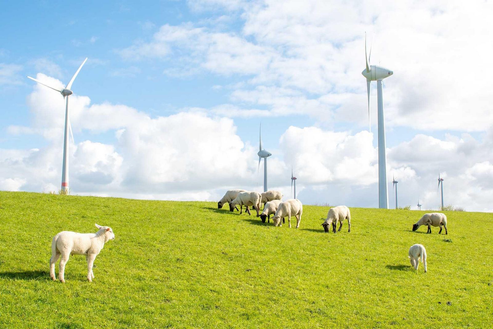 Flevoland