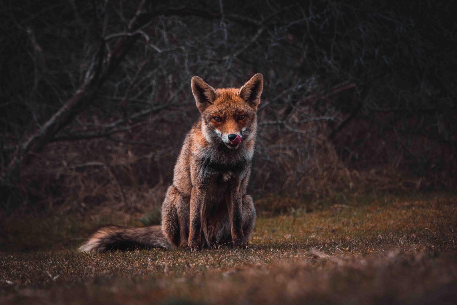Amsterdamse Waterleidingduinen