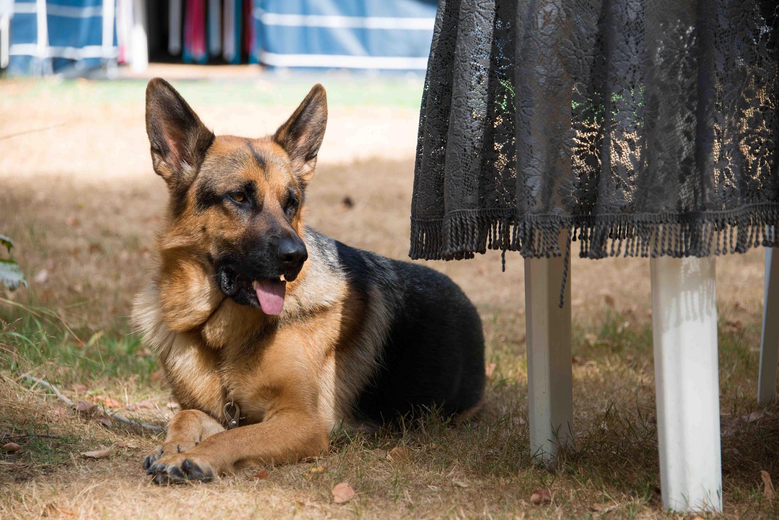 Honden