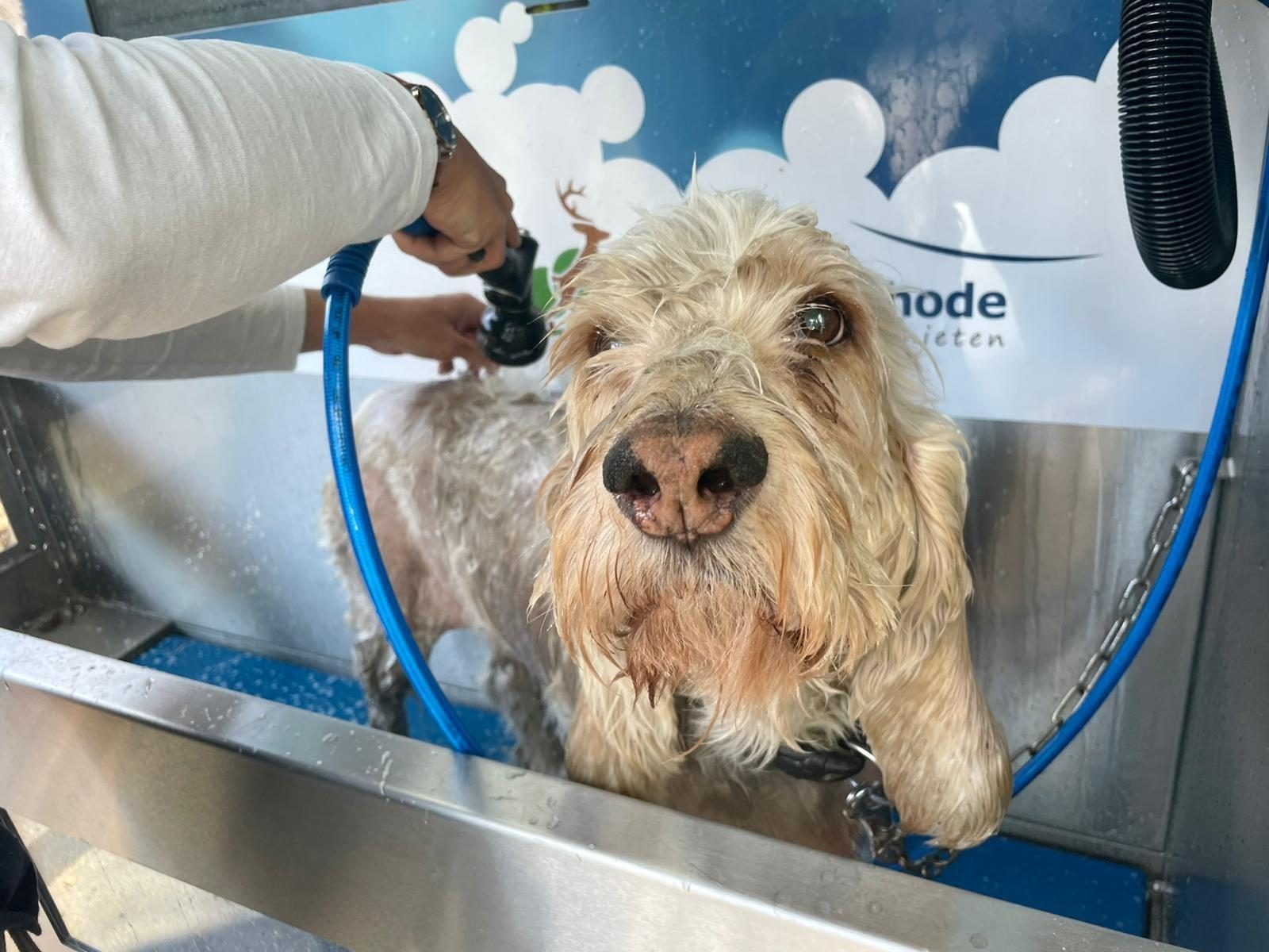 Dog Wash