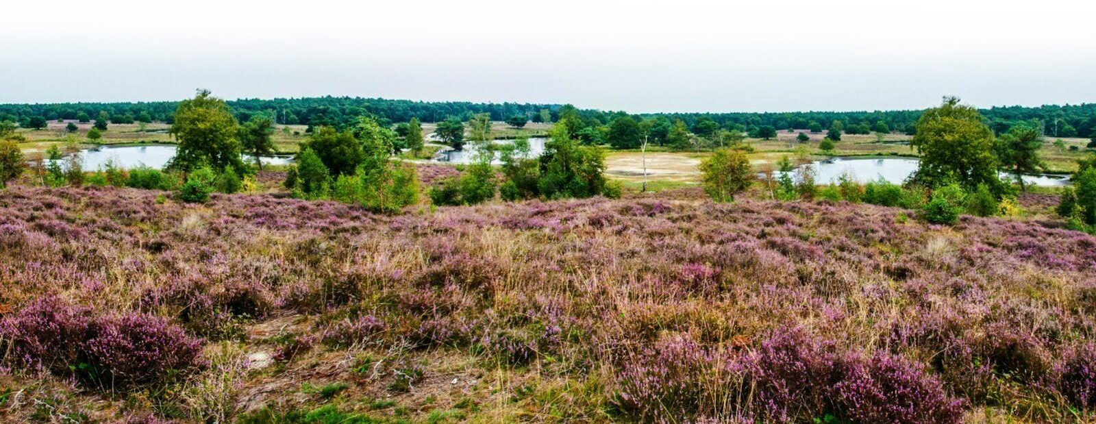 Vierhouten