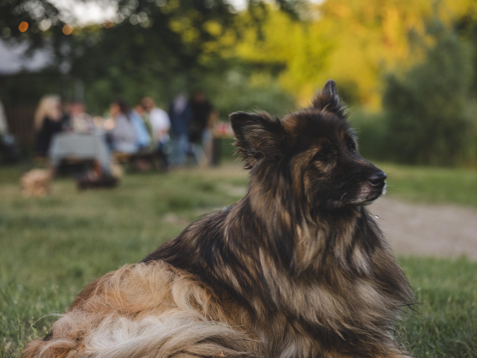 Hunde