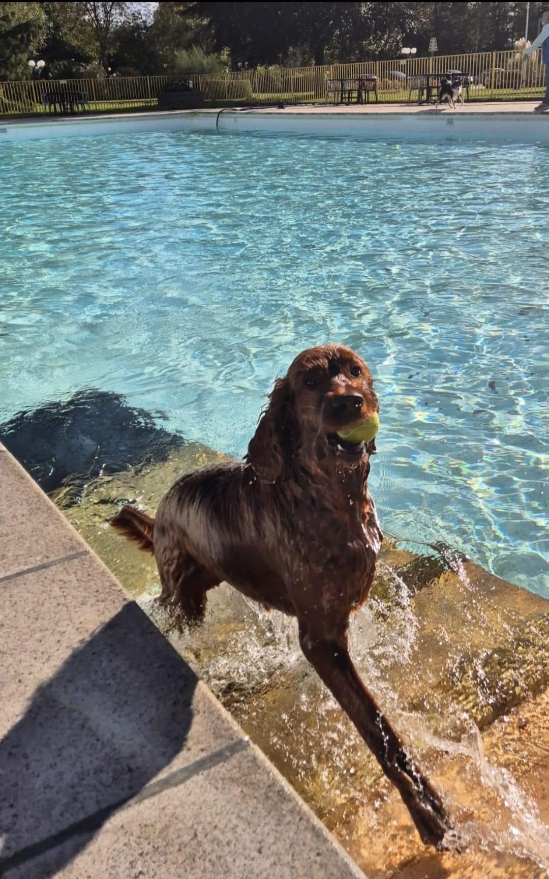 Hundespritzer am 4. Oktober 2025
