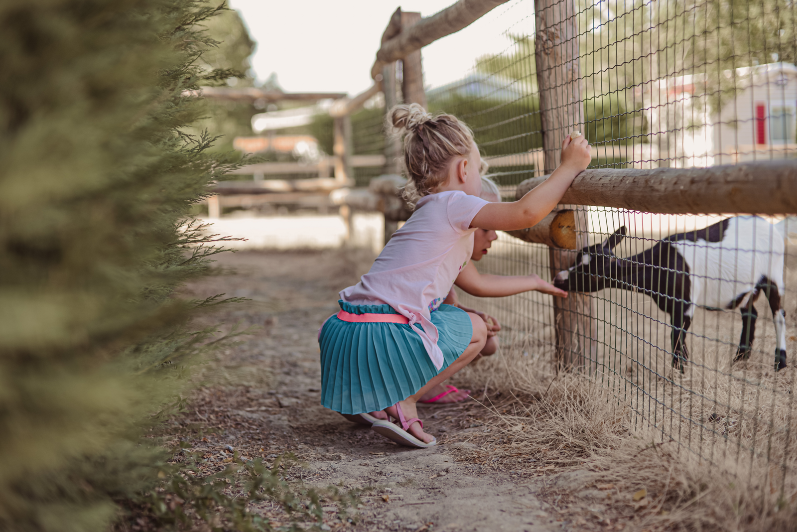 dieren