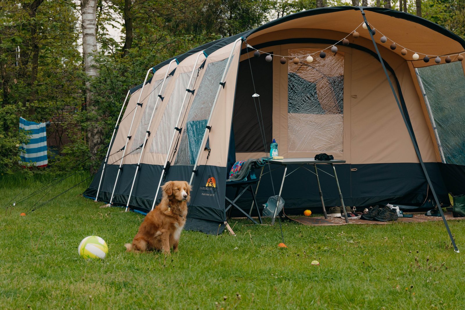Vakantie in Nederland met hond
