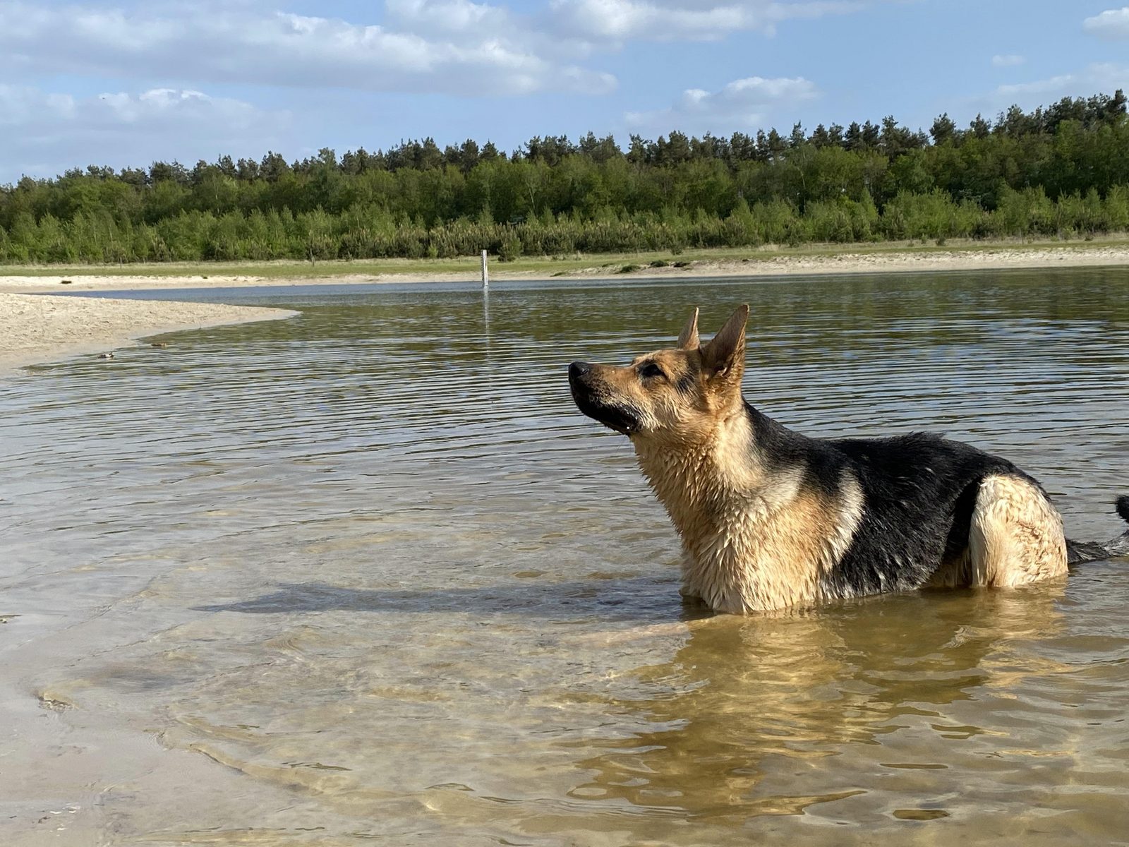 7. Juni: Abendspaziergang mit dem Hund (Kopieren)