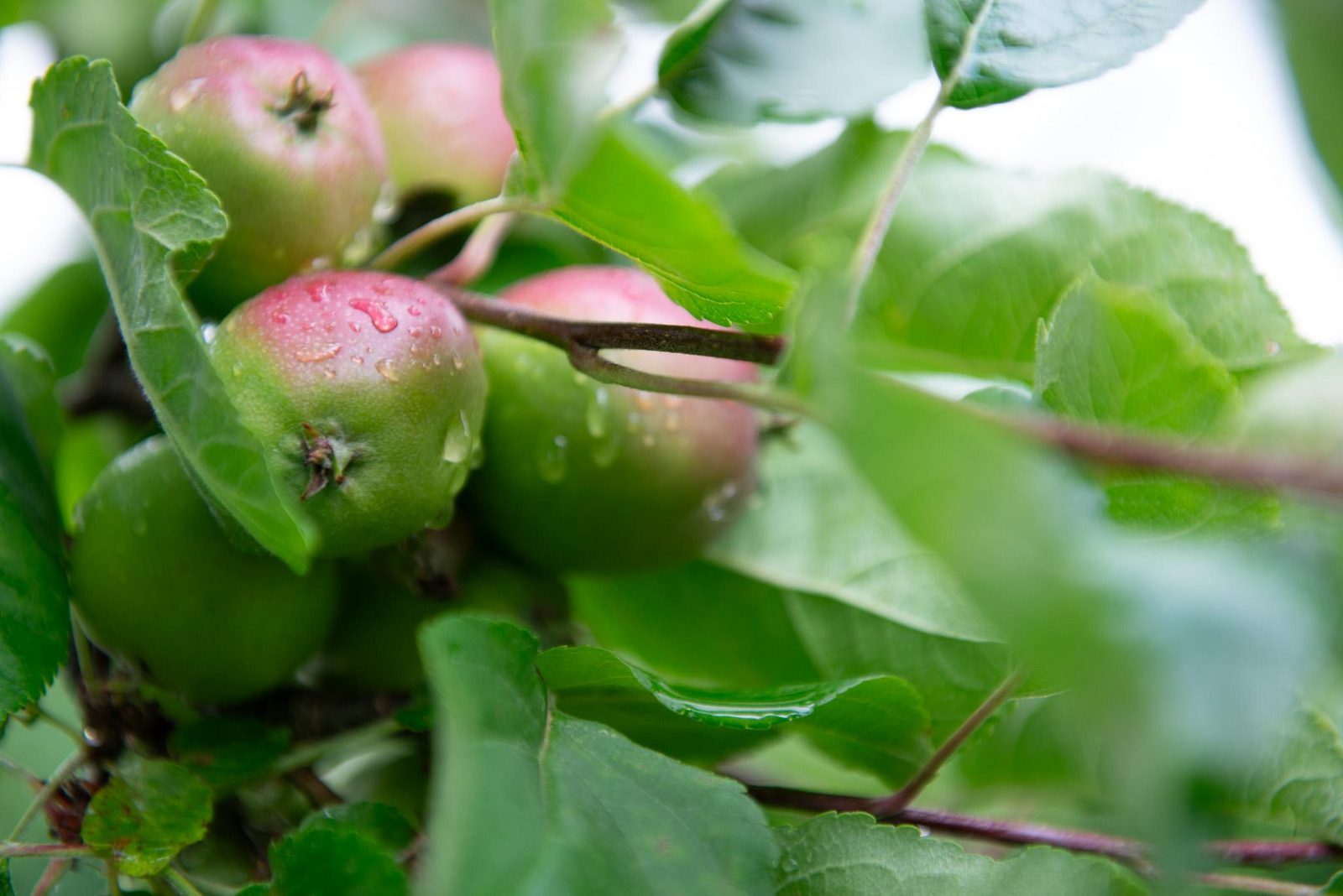 Appels
