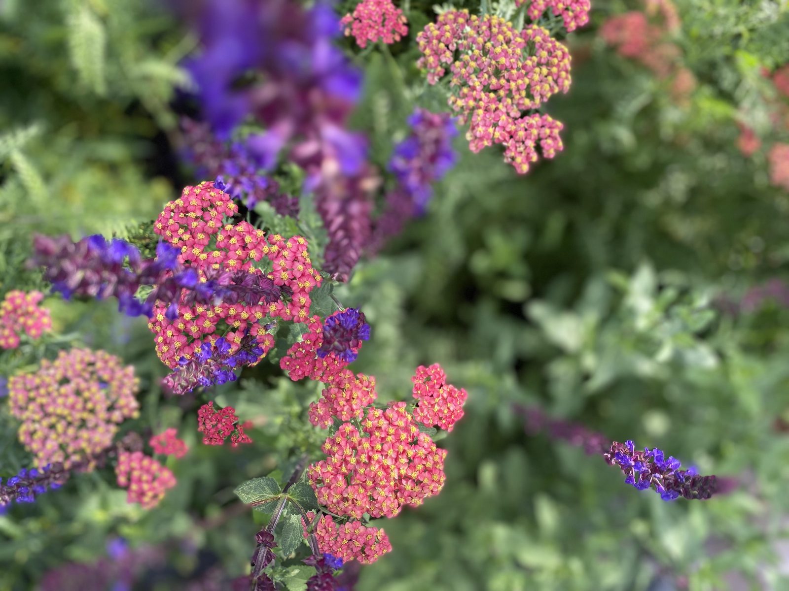 Bloemen