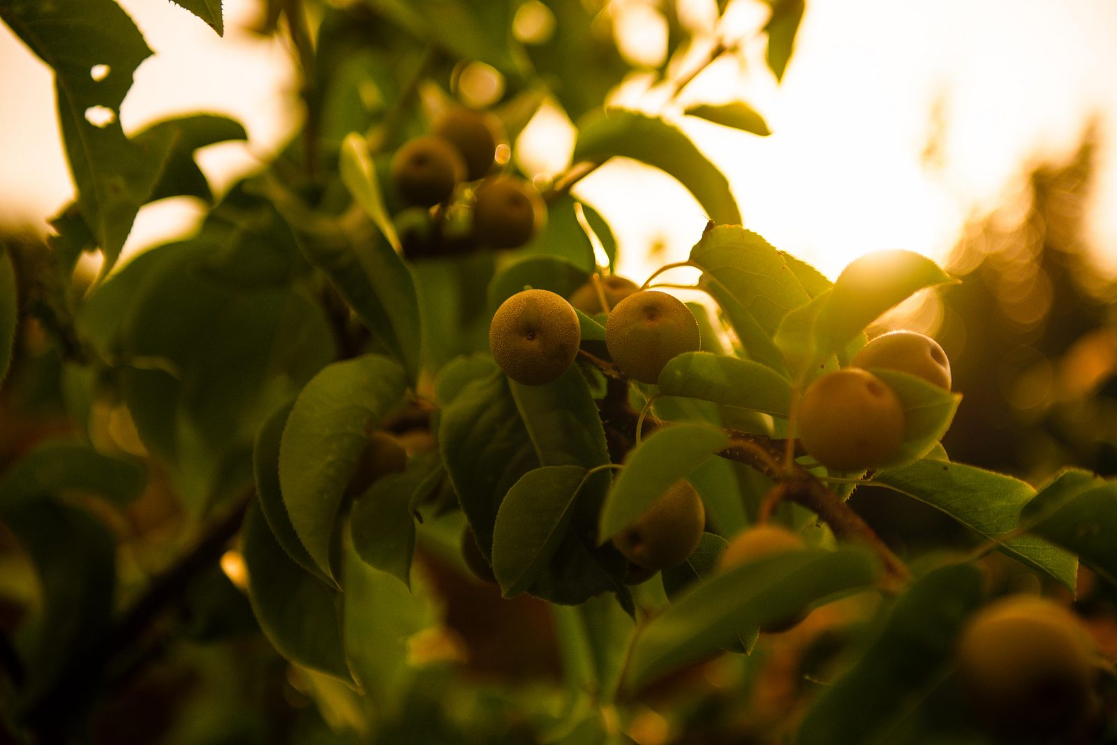 Sfeer fruit