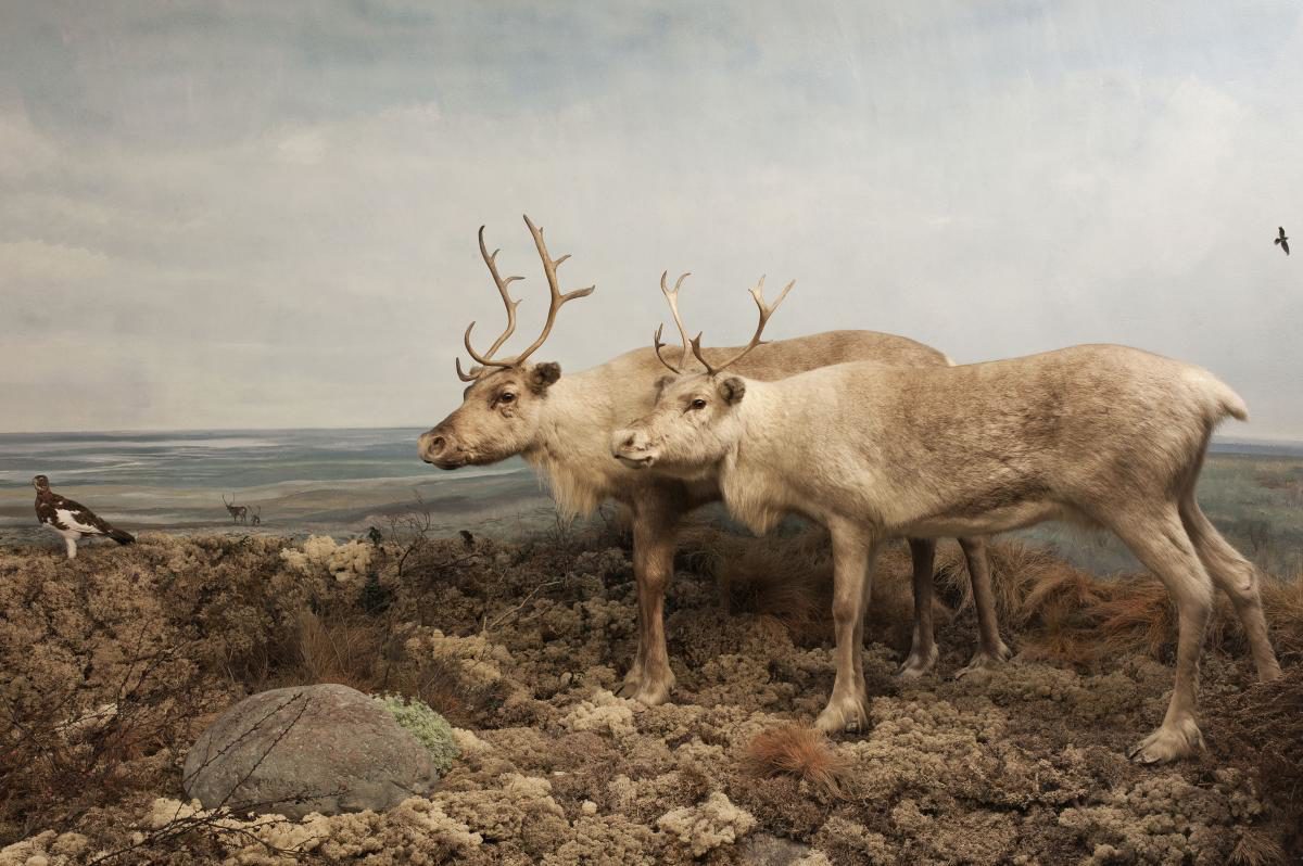 Naturmuseum Holterberg