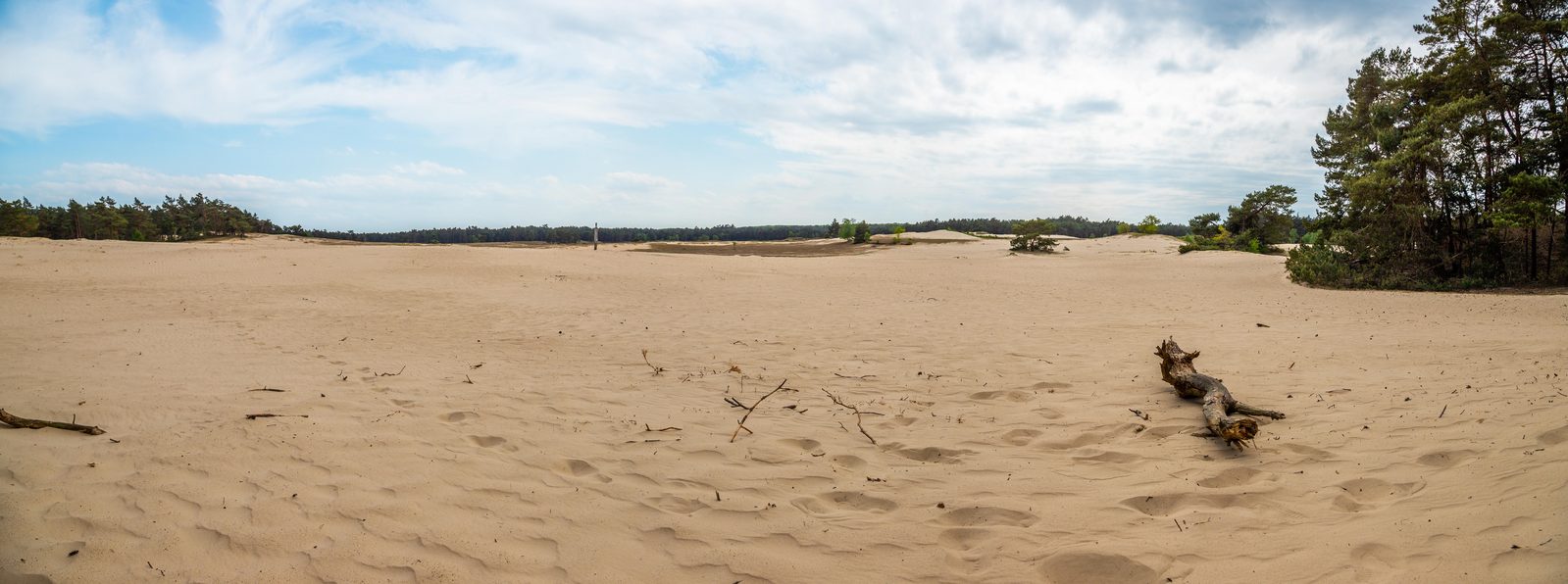 De Hooge Veluwe heide