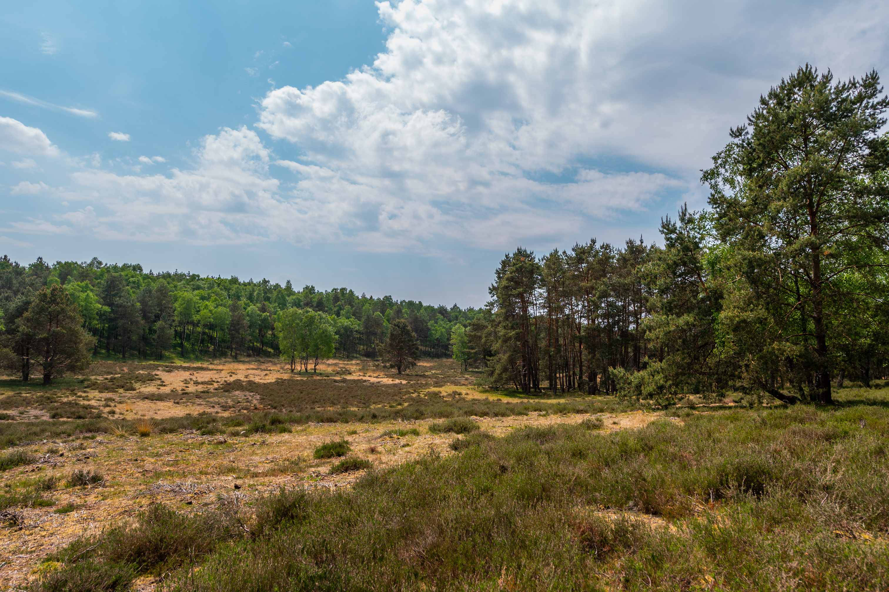 EuroParcs De Hooge Veluwe — photo 3