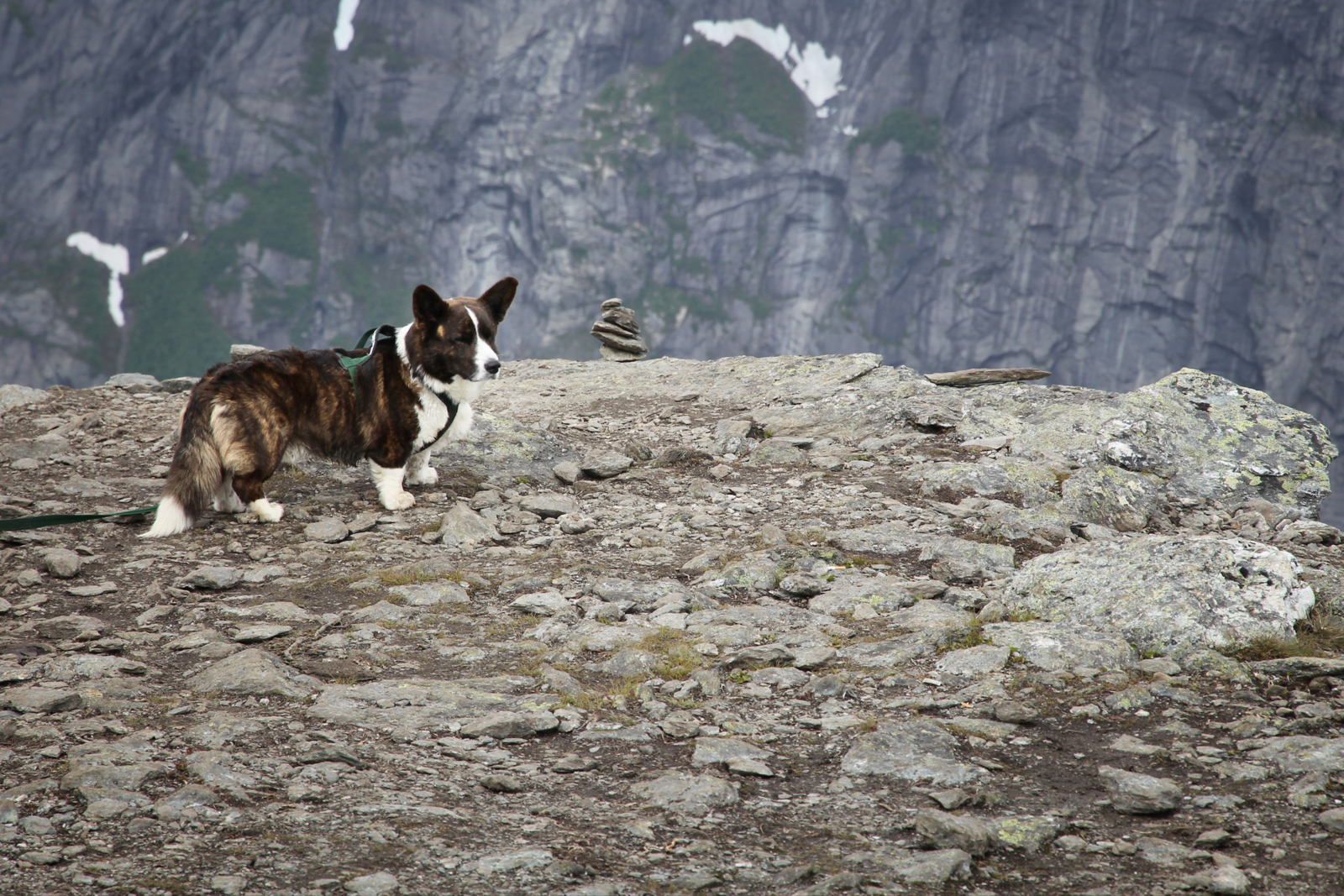 Hondje op een rots in Noorwegen.