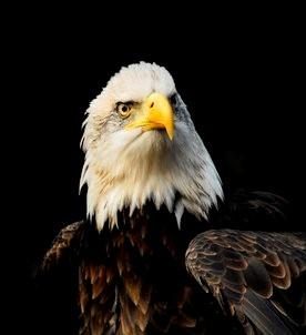 Roofvogelshow🦅