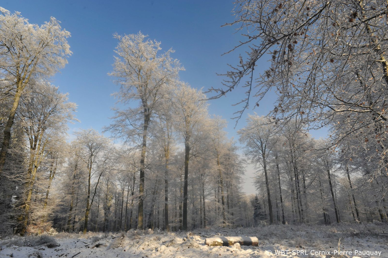 Langlaufen en skiën