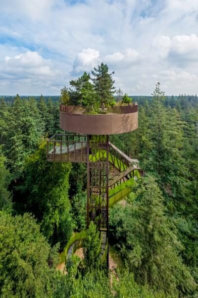 'Trees and archaeology' guided tour