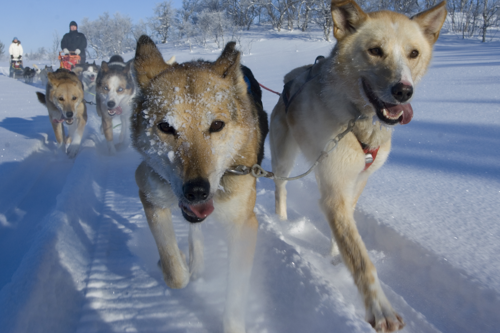 Husky's met hun tong uit
