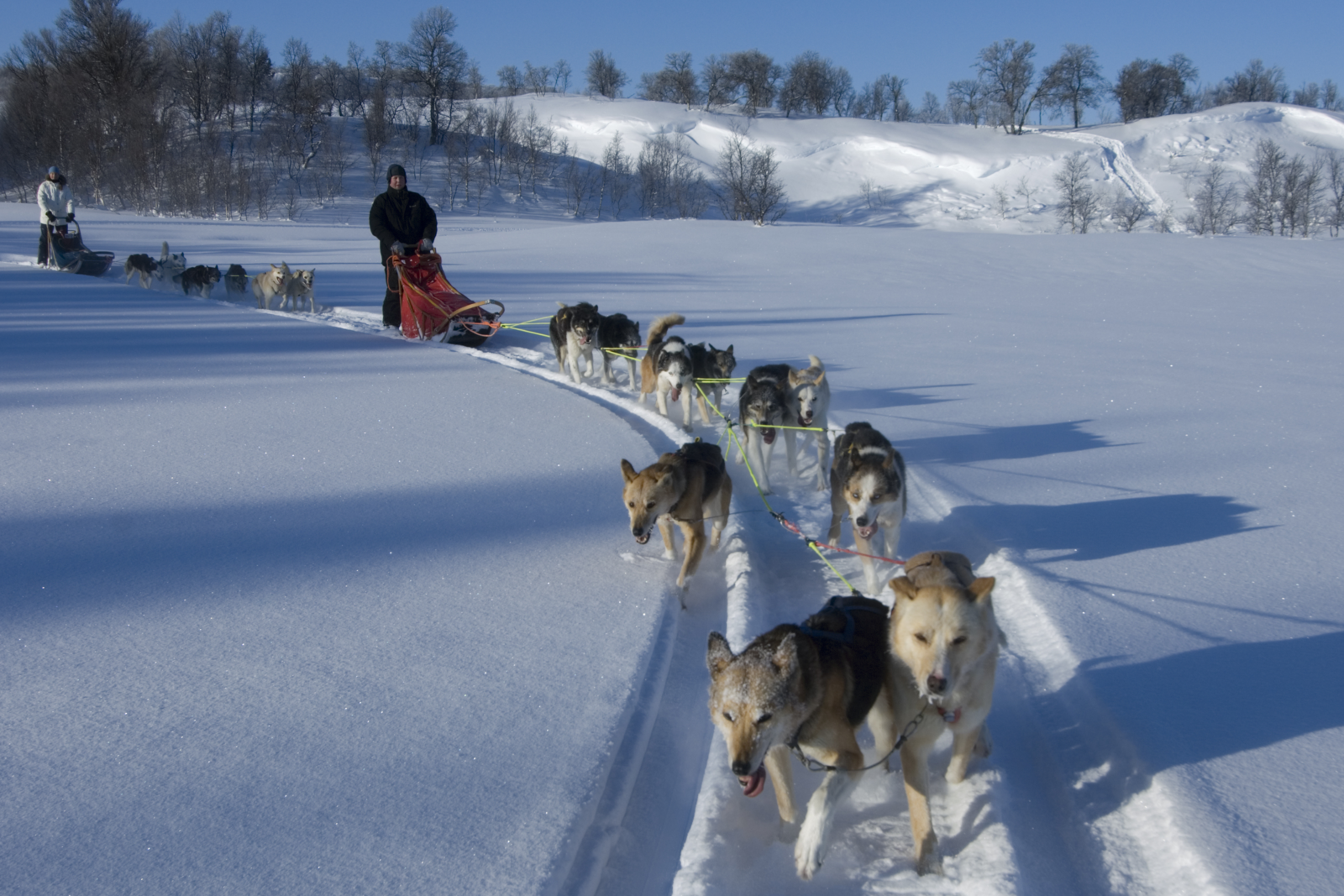Husky's die een slee trekken