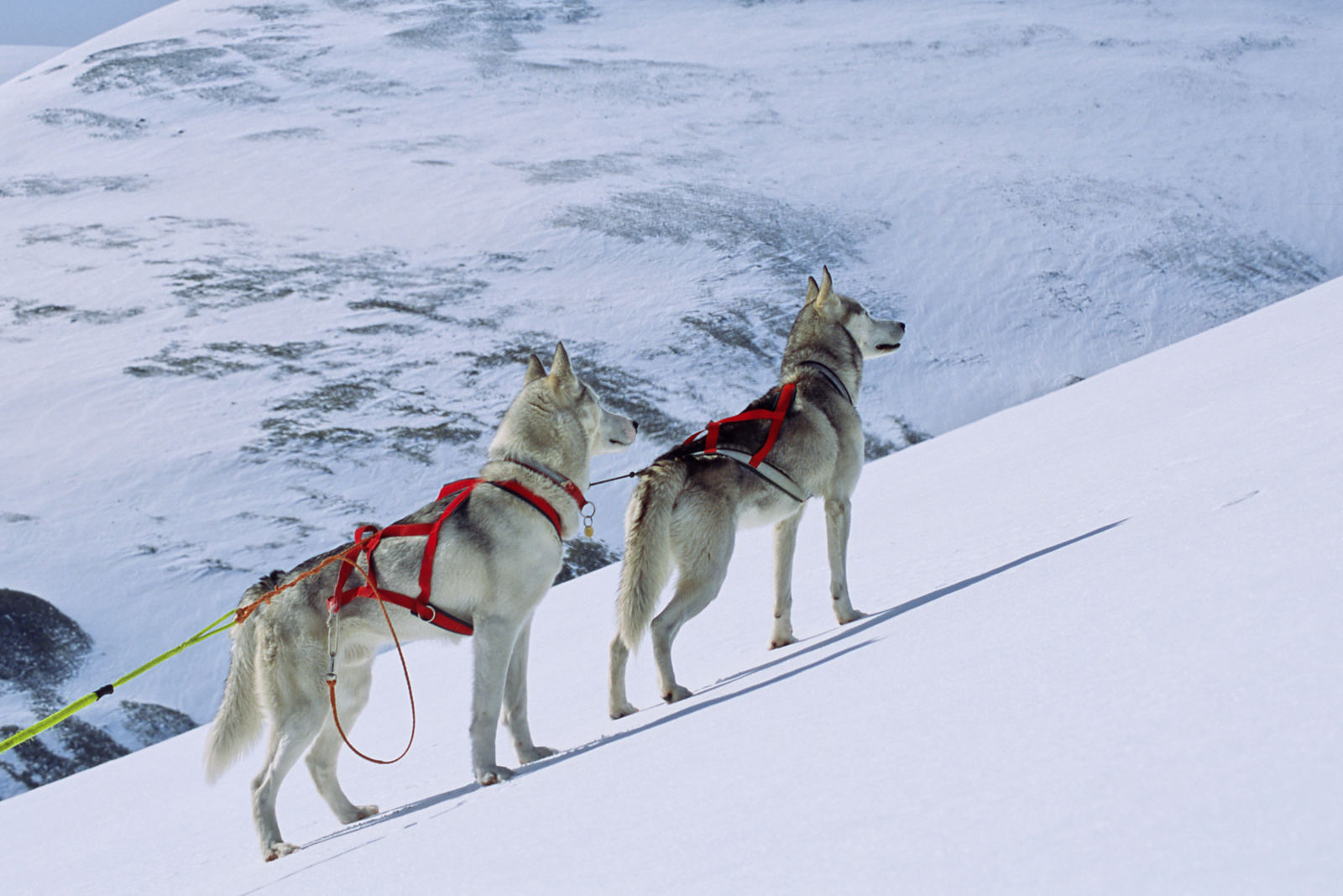 Husky's op een berg