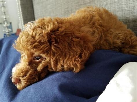 vakantiehuis-honden toegestaan-Ardennen