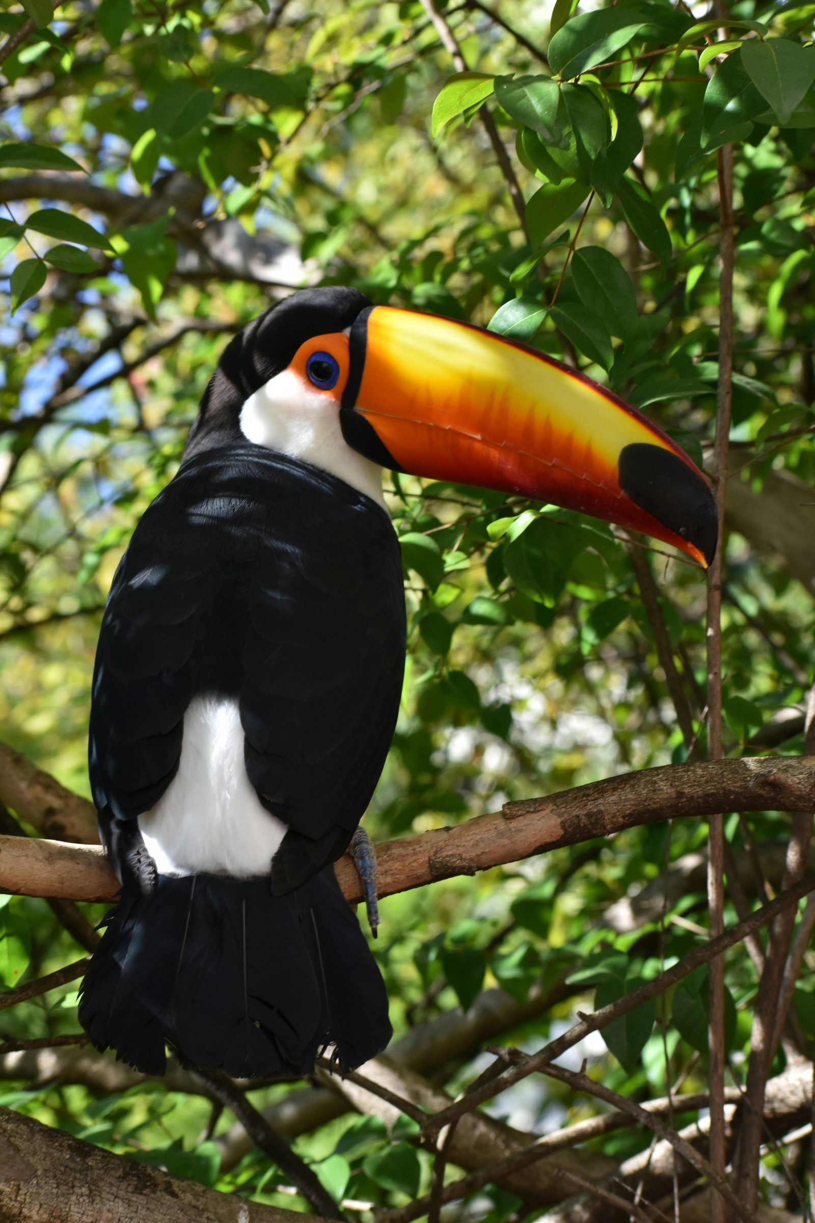 Pantropica