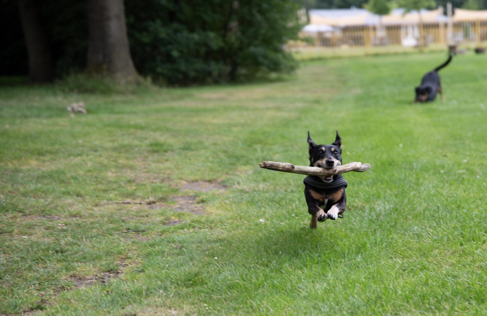 Hunde VIP-Paket
