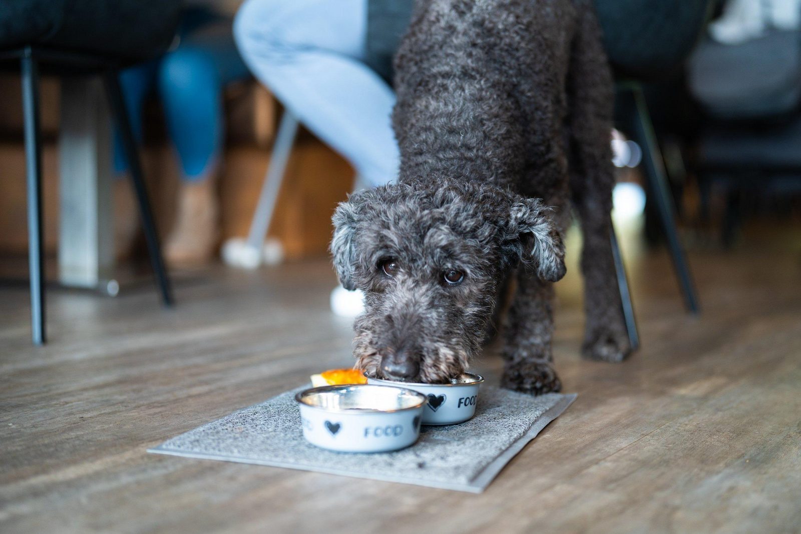 Ferienhaus Veluwe mit Hund
