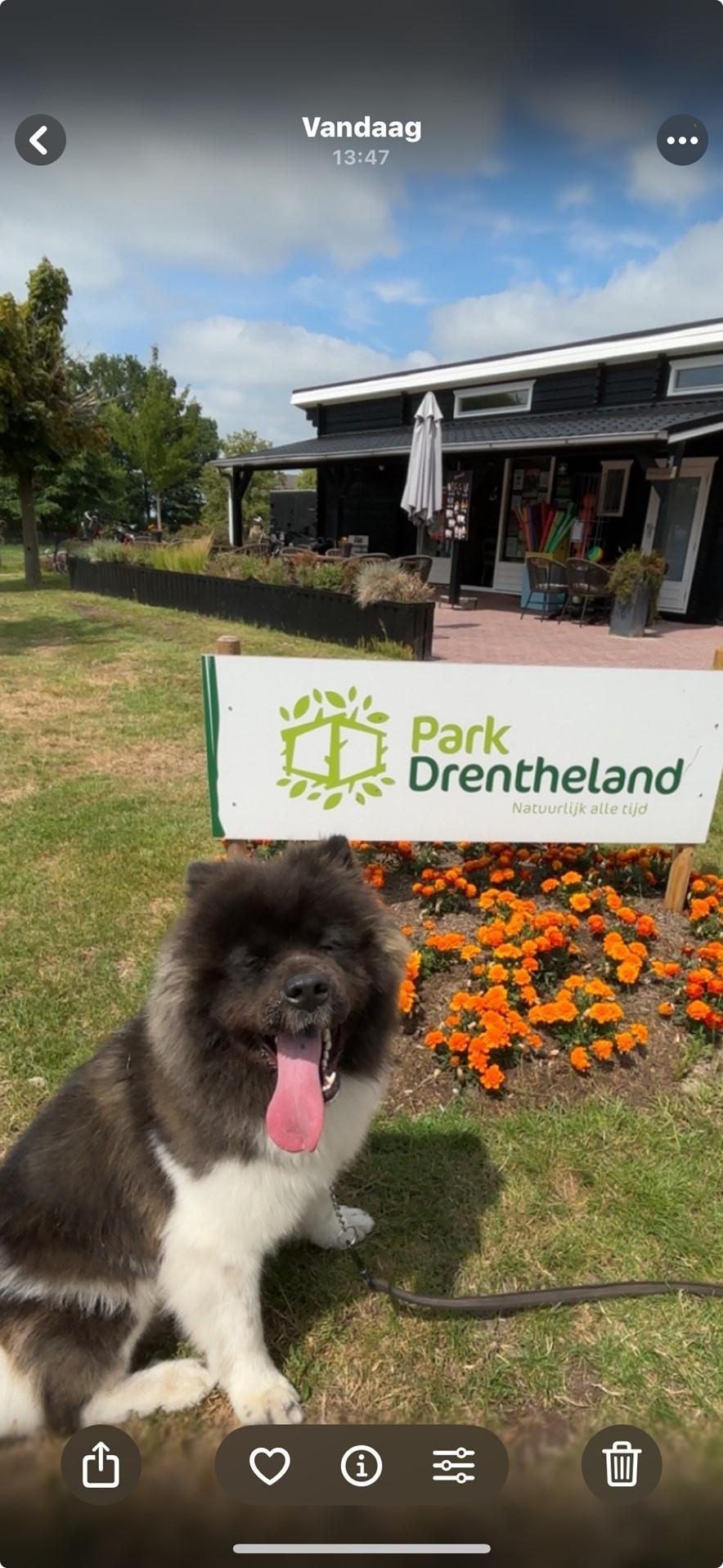 Kishya im Park Drentheland