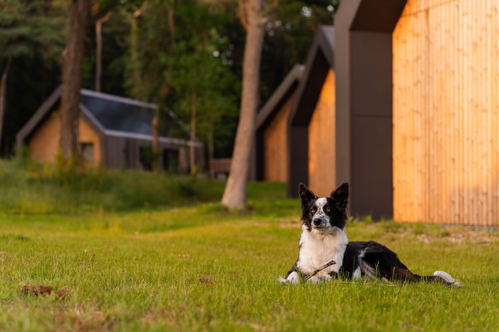 With your loyal four-legged friend