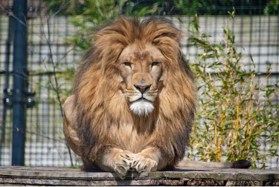 Hoenderdaell Zoo Anna Paulowna