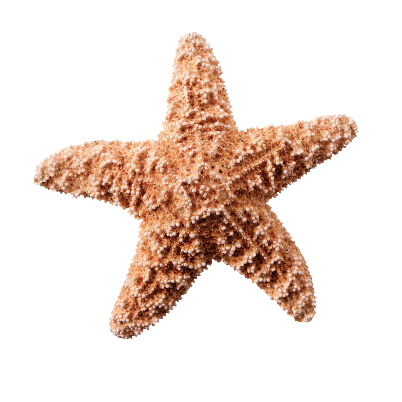 Starfish