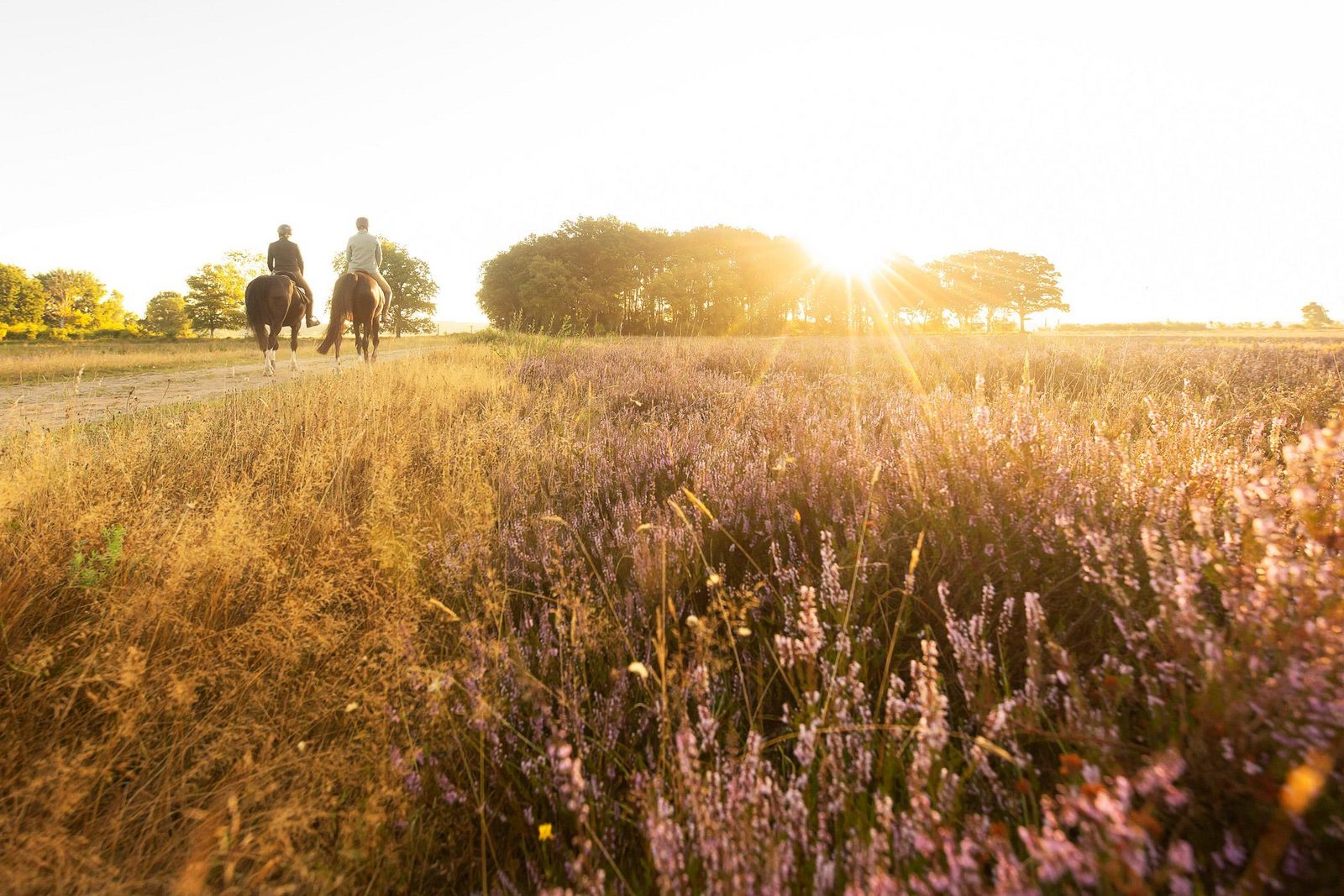 Nationaal Park Dwingelderveld