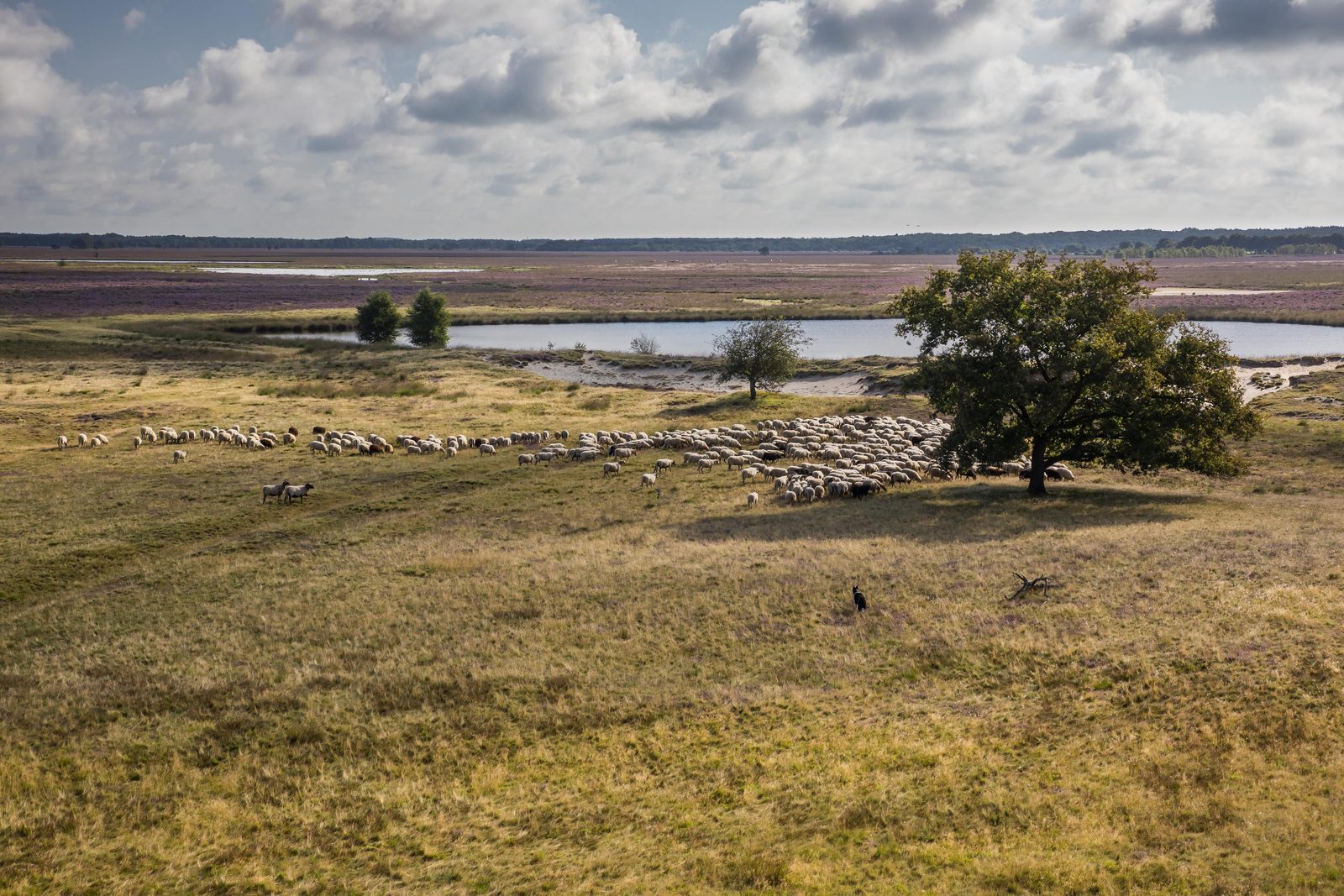 Nationaal Park Dwingelderveld