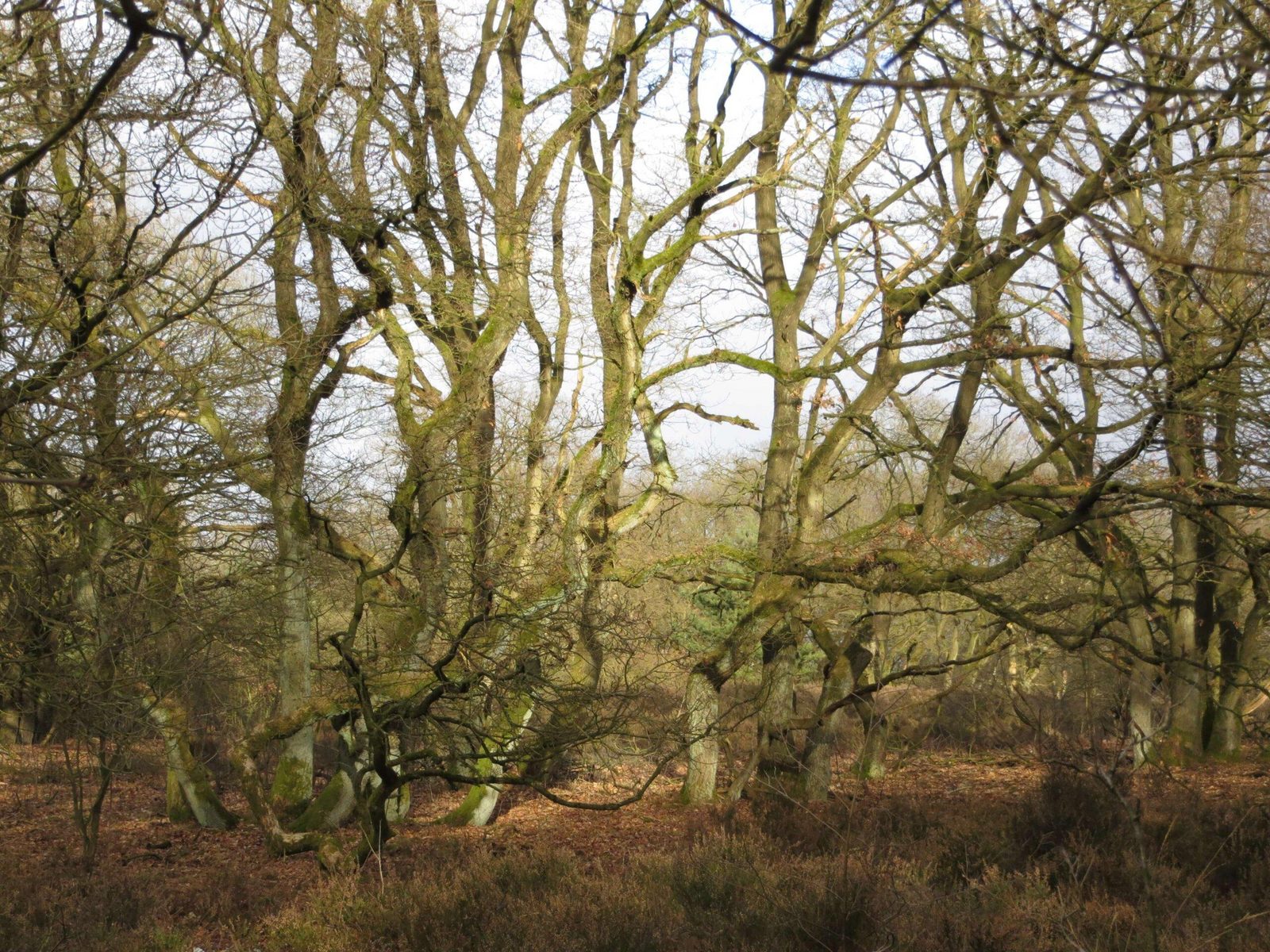 Avondzwerfwandeling