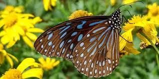 Schmetterlingsparadies Papiliorama