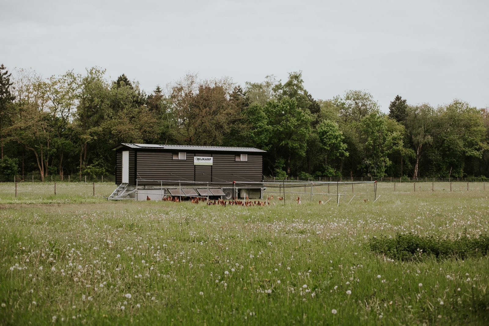 eitjes