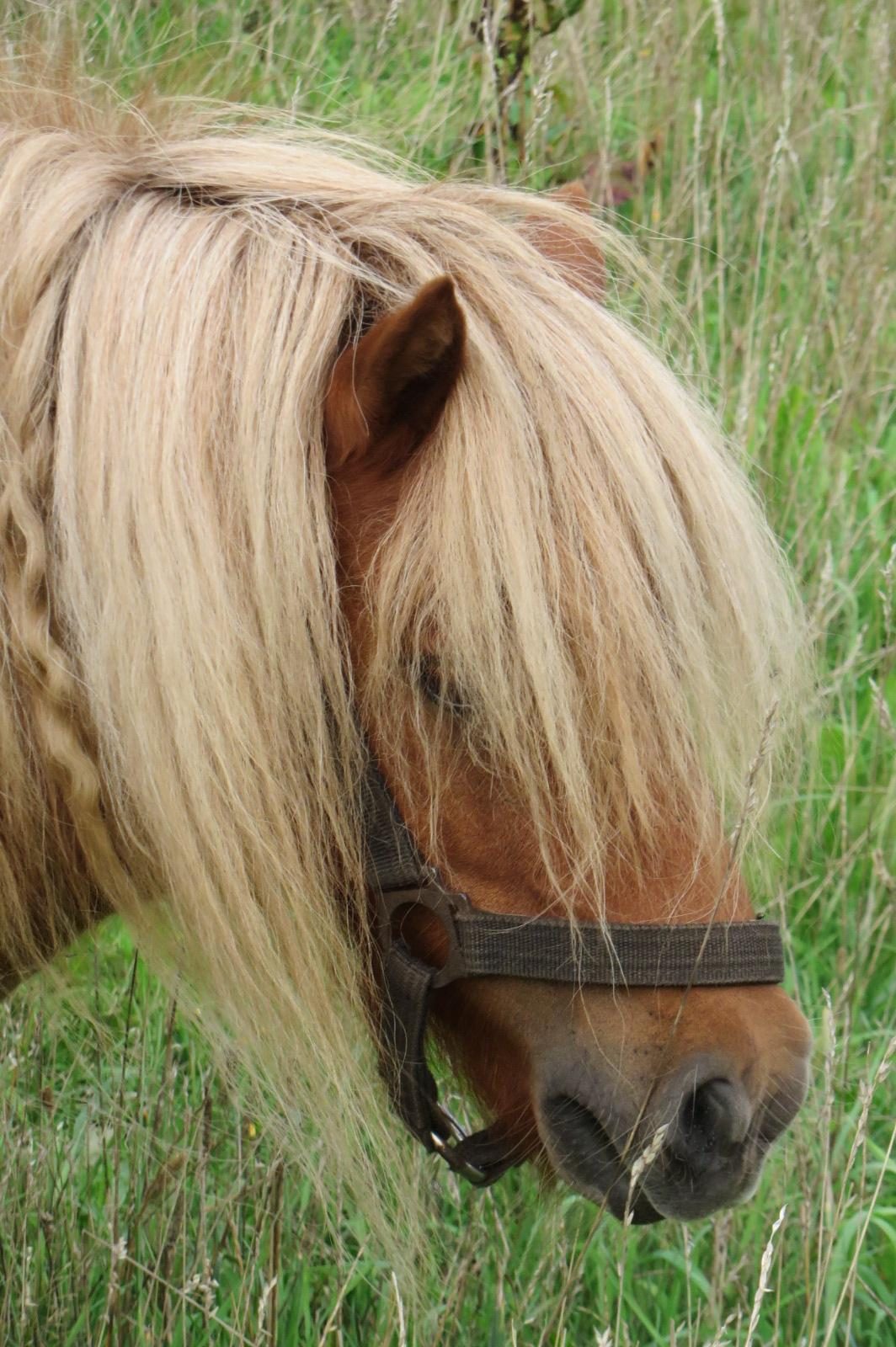 Bobbie en Billie wandelen