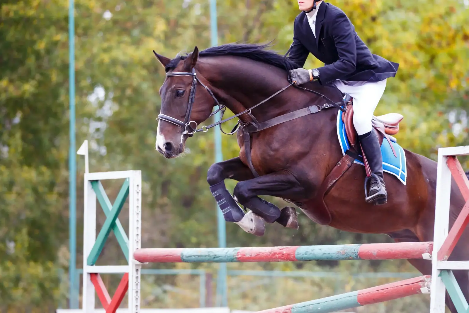 Jumping Championship Zangersheide