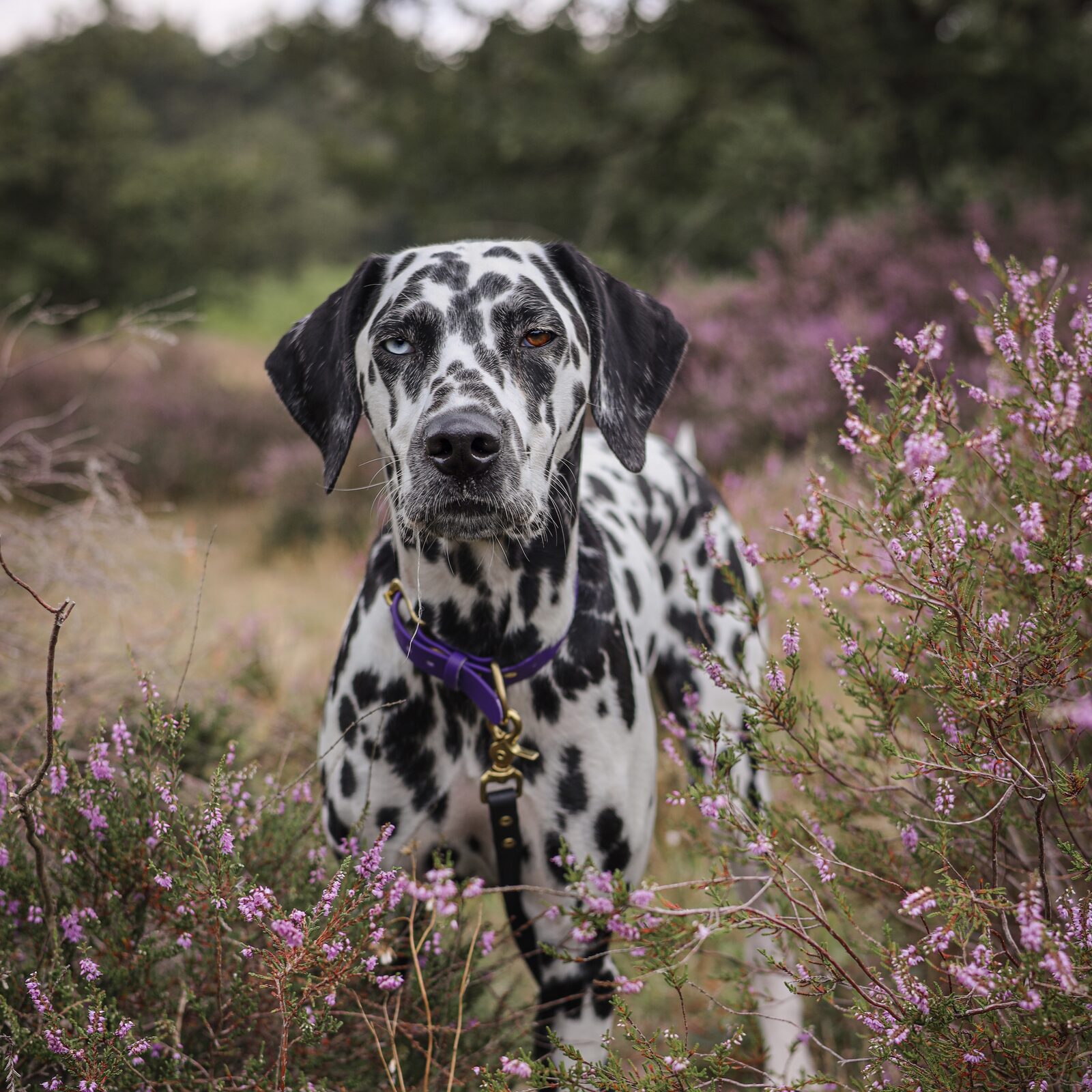 Visit the Veluwe with your dog