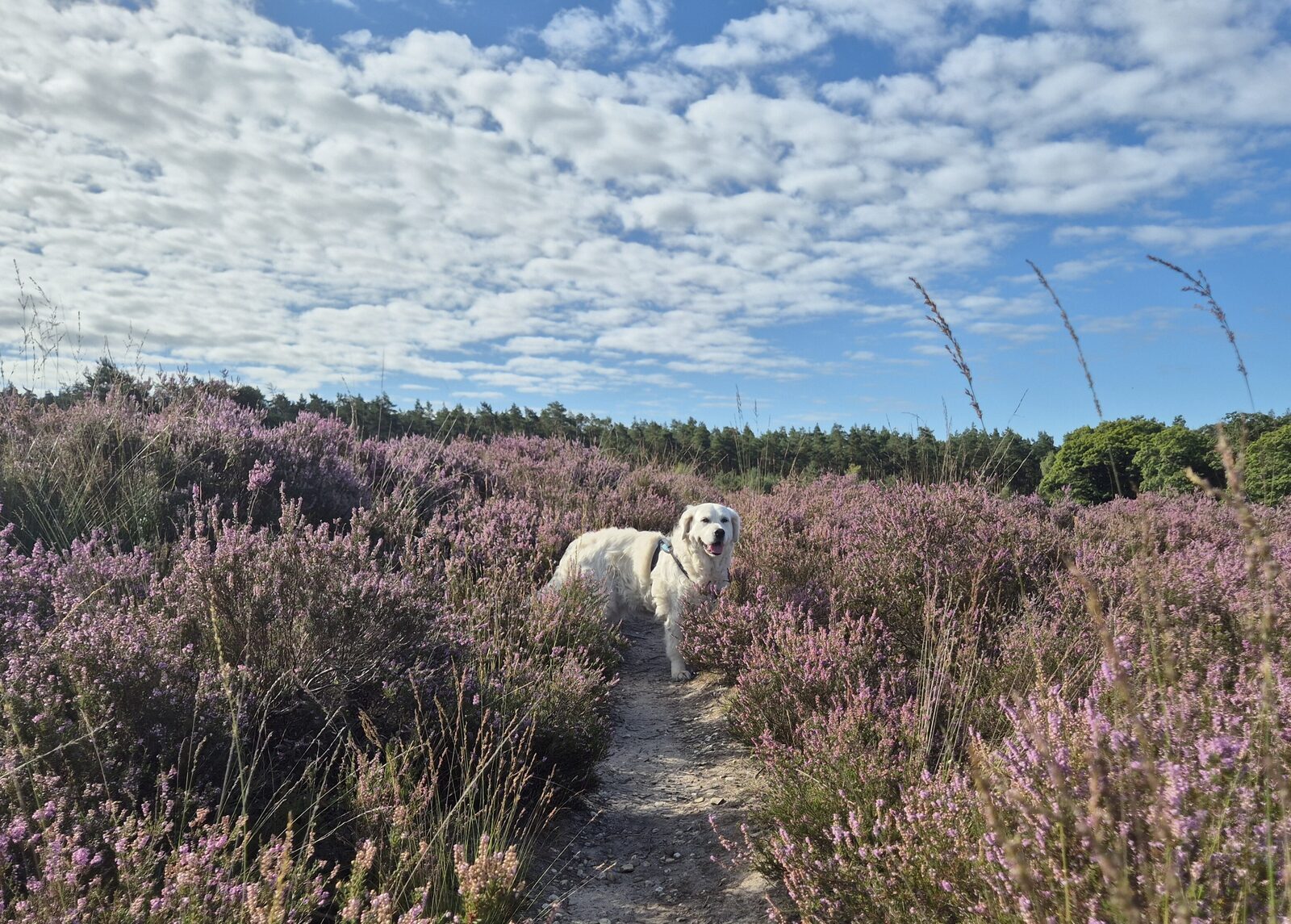 Huisje huren Veluwe met hond
