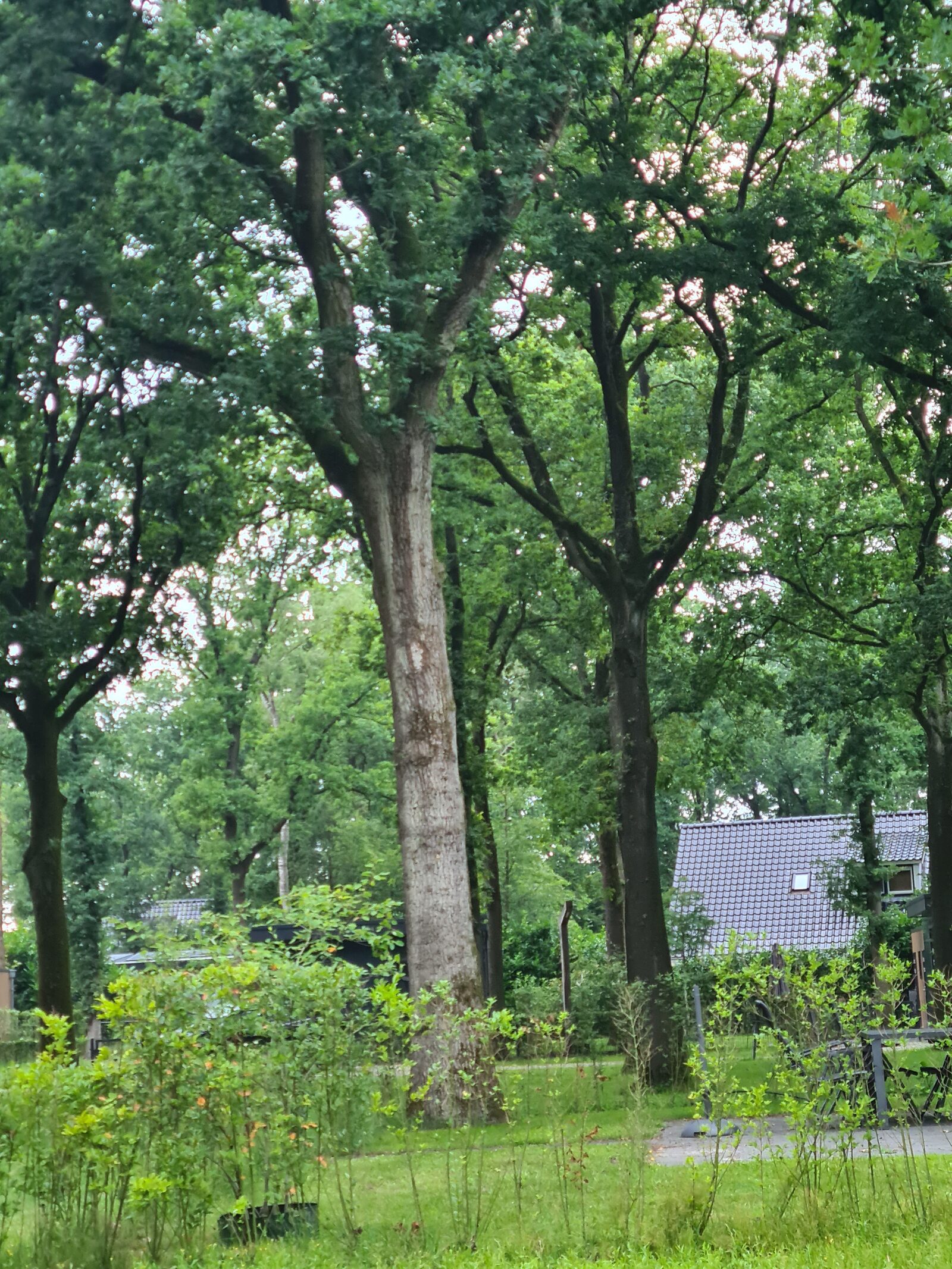 Baum im Park