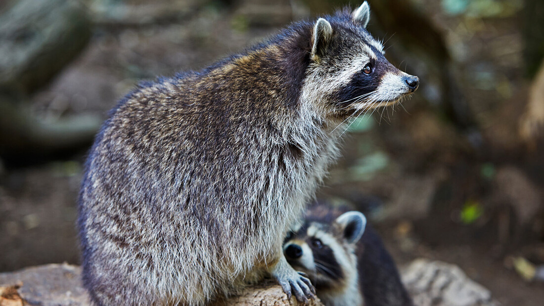 Combe Martin Wildlife & Dinosaur Park