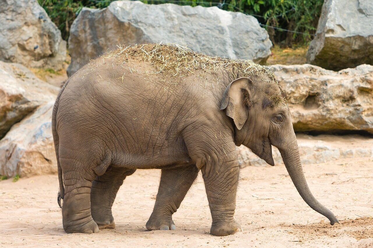 GaiaZoo