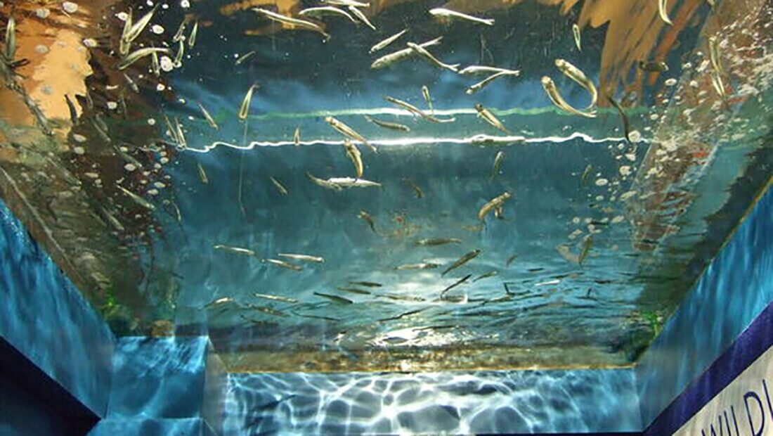 Children watch with fascination as vibrant marine creatures swim around them in illuminated display tanks at Ilfracombe Aquarium, housed in the historic old lifeboat station on the pier.