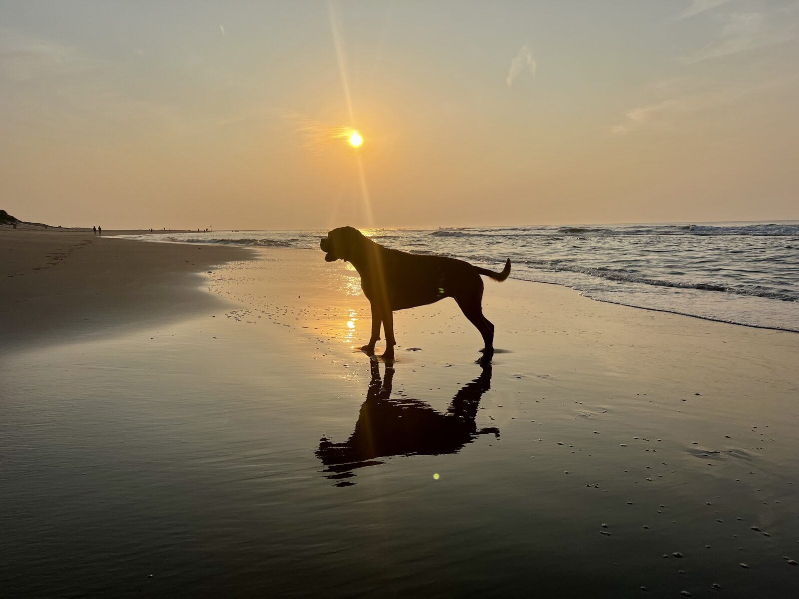 Met de hond