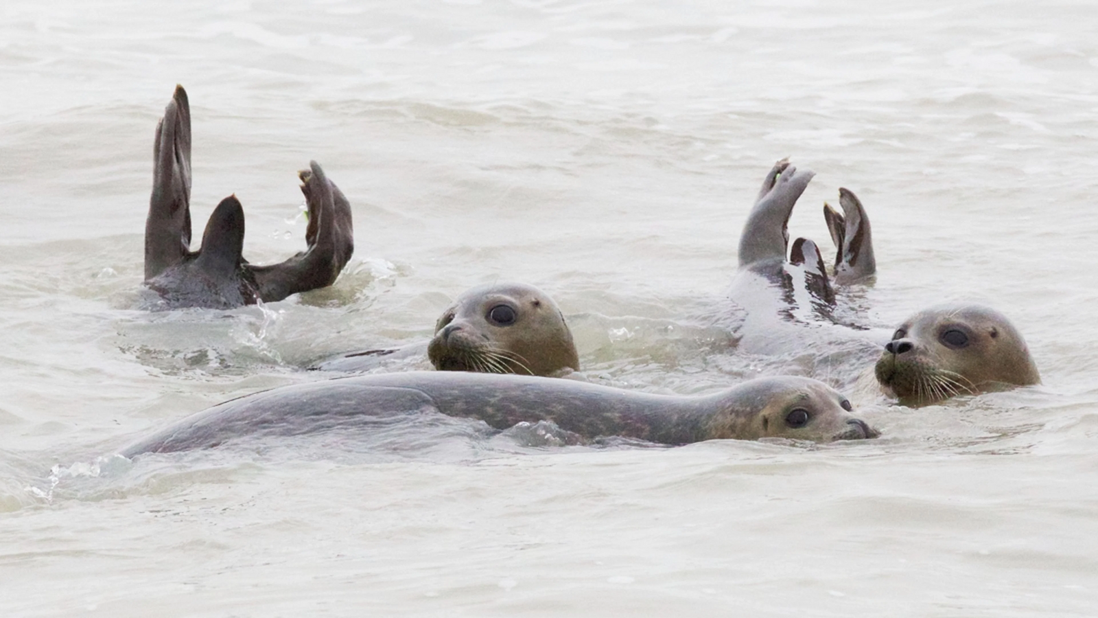 Afbeelding van Zeehonden bij Sealife Blankenberge