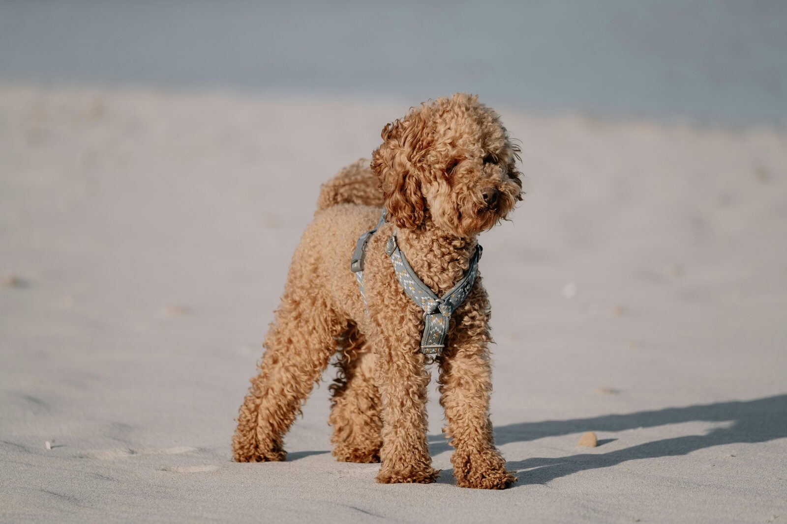 Vakantie met uw hond