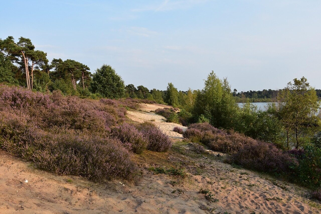 surroundings maasduinen