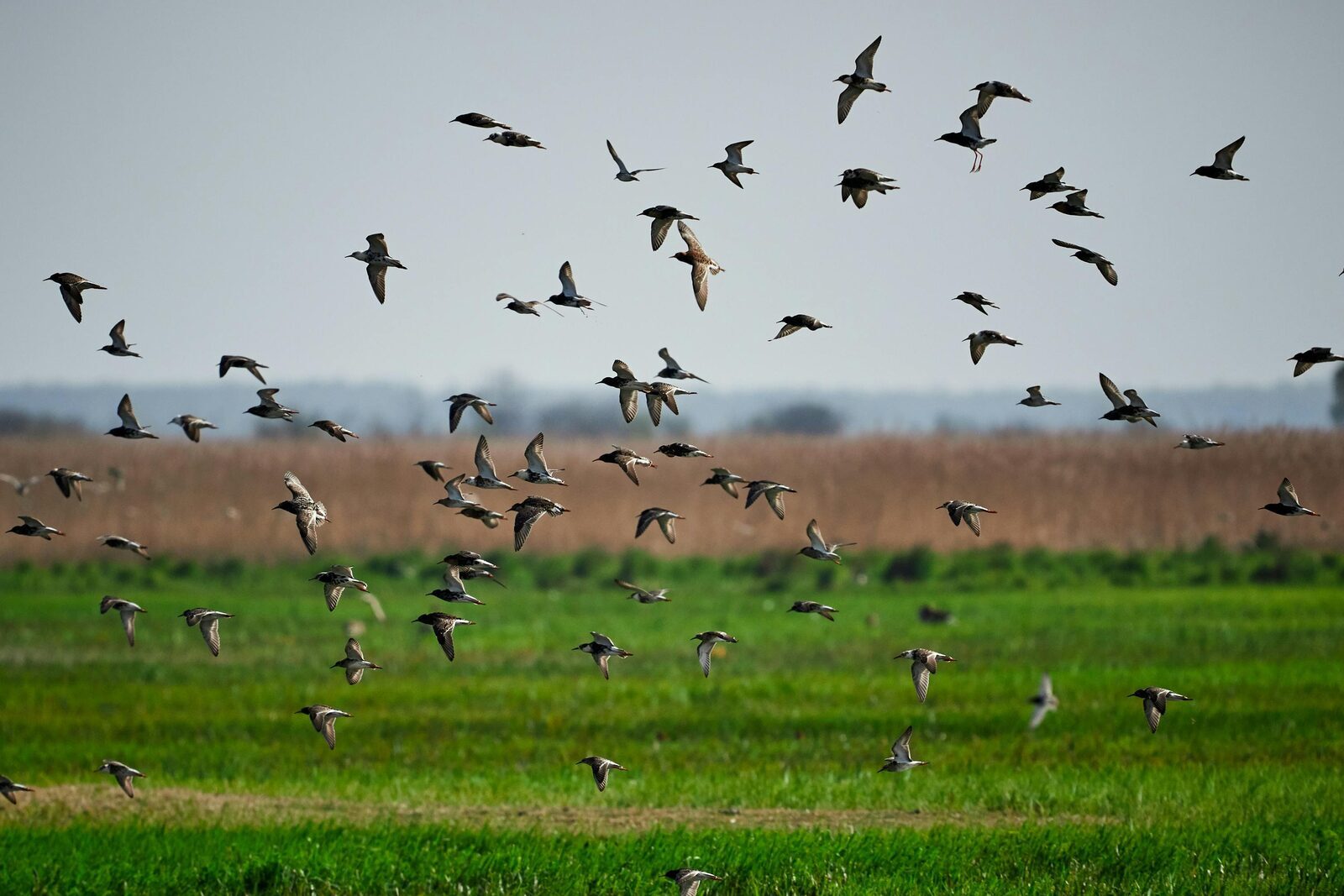 Vogels in ons gebied