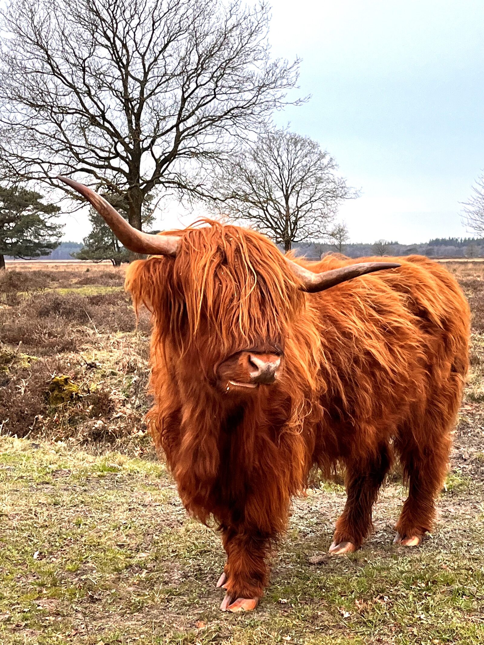 Schottischer Highlander